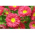 Aster - Matsumoto - Pink (bunch of 10 stems)
